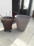 figuier pot 1.jpg