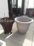 figuier pot 2.jpg