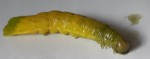 Chenille à identifier 2