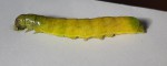 Chenille à identifier 1