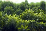 _DSC_3225_1.jpg