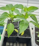 20210308_piments.jpg