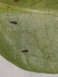Insecte sur mon Montsera