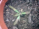 03032009_006.jpg