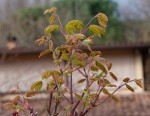 japonicum vitifolium.jpg