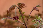 japonicum vitifolium 2.jpg