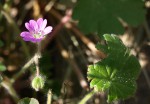 Geranium molle 1 .JPG