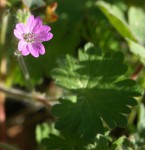 Geranium molle 2.JPG