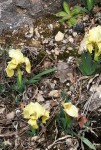 Iris lutescens 3.jpg