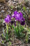 Iris lutescens 2.jpg