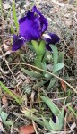 Iris lutescens 1.jpg