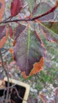 IMG_20210316_084019.jpg