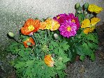 la potée de pavots et dalhia nain