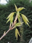 acer-discolor_210319a.jpg