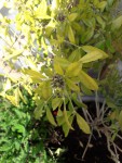 oranger bourgeons.jpg