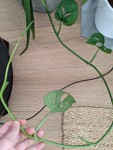 PXL_20210324_160119755.jpg