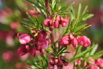 lbn-DSC_0460_gd.jpg