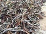 Carpobrotus