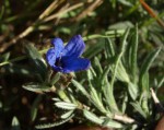 Lithodora fruticosa 2.JPG