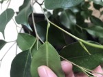 Pellicule sous feuille