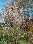 amelanchier.JPG