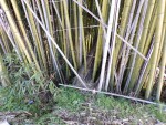 Bambous.JPG