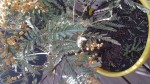 Mimosa 1.jpg