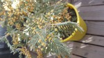 Mimosa 3.jpg
