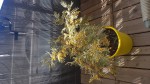 Mimosa 4.jpg