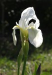 Iris blanc 0.JPG