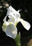 Iris blanc 2.JPG