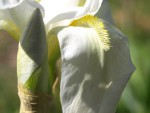 Iris blanc 1.JPG