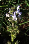 Salvia pratensis.JPG