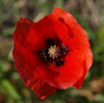 Coquelicot 1.JPG