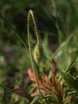 Coquelicot 2.JPG