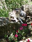 Serge, le plus jeune de nos chats, est de la dernière portée de Salomé