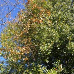 IMG_20210329_193856r.jpg
