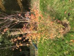 automne.jpg