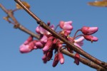 Cercis siliquastrum 2021.JPG