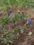 Ceanothus Italian skies 1.JPG