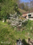 amelanchier.jpg