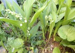 muguet fleuri.JPG