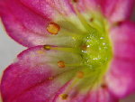 jeaa-DSC02386_gd.JPG