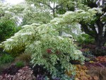 Cornus controversa variegata.JPG