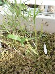 angustifolia 1.JPG