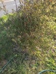 IMG-20210401-WA0021.jpg