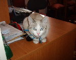 chat retouché.jpg