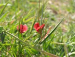 Lathyrus cicera 2021 1.jpg