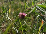 Trifolium pratense.JPG