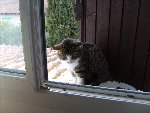 chat siam 006.jpg